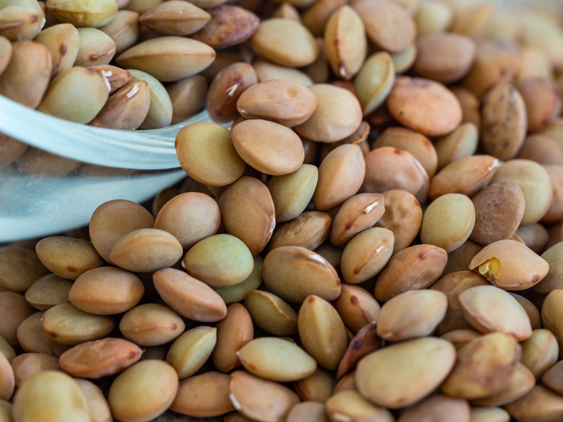 benefícios da lentilha - alimentos ricos em fibras